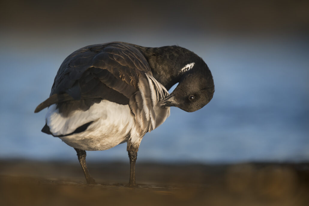 A Brant Goose stand on the shore of the water while preening and cleaning its feathers.